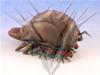 Starship Troopers - Arachnid Brain Bug