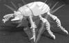 Giant Scarab Beetle