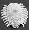 Acid Beetles (2)