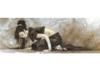 Puzzle 1000 pz. Royo - Dead Moon (Vertical) - Kneel Down