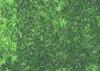 Manto erboso verde scuro - 24x15cm
