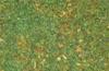 Erbetta statica con rocce - 20gr