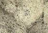 Lichene grigio pietra - 35g