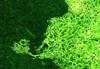 Lichene verde chiaro/scuro - 35g
