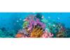 Puzzle 2000 pz. Panoramico - Coral Reef