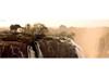 Puzzle 1000 pz. Panoramico - Elephant