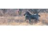 Puzzle 1000 pz. Panoramico - Feeding