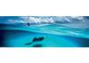 Puzzle 1000 pz. Panoramico - Stingray