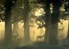 Puzzle 1000 pz. - Magic Forests - Deer